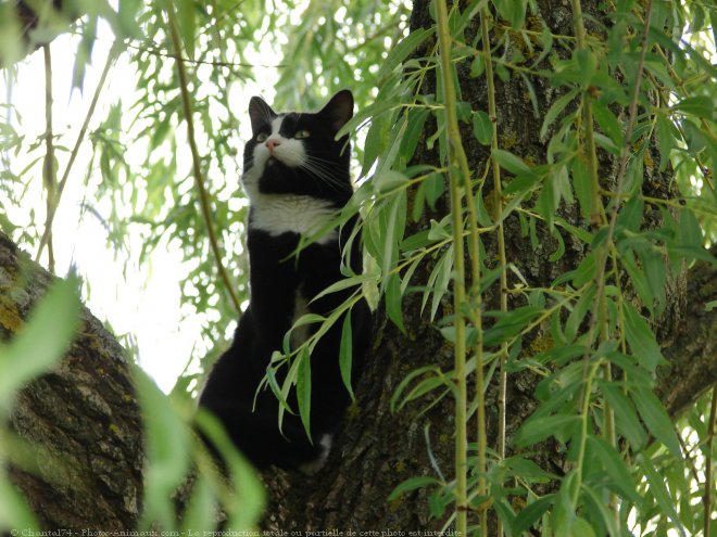 Photo de Chat domestique