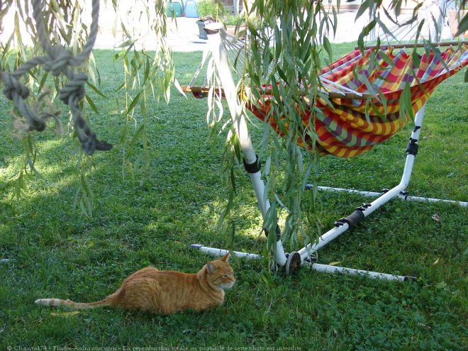 Photo de Chat domestique