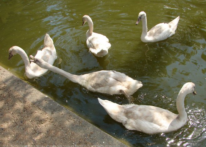 Photo de Cygne