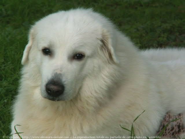 Photo de Chien de montagne des pyrnes