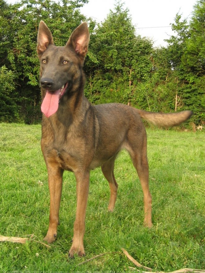 Photo de Berger belge malinois