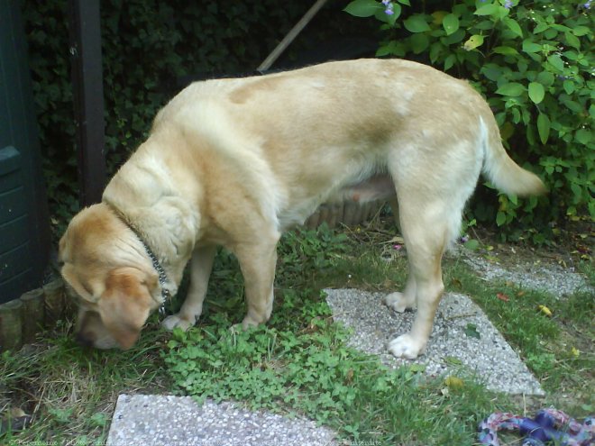 Photo de Labrador retriever