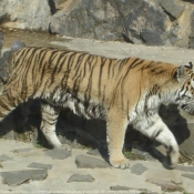 Photo de Tigre