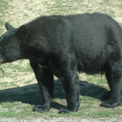 Photo d'Ours