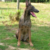 Photo de Berger belge malinois