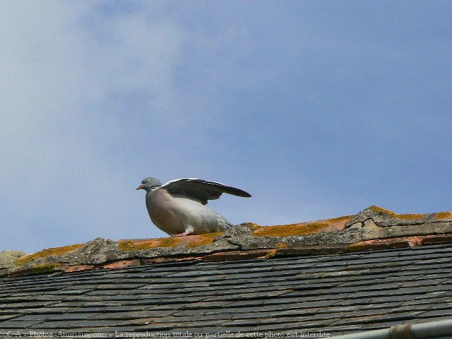 Photo de Pigeon