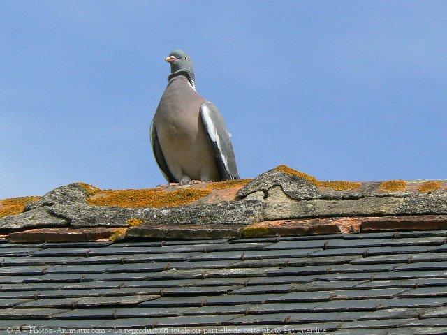 Photo de Pigeon