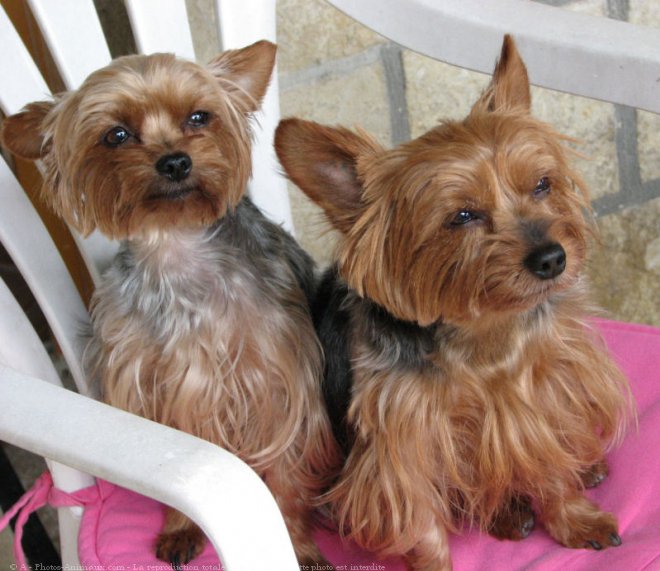 Photo de Yorkshire terrier