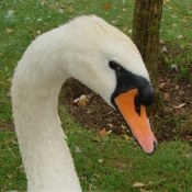 Photo de Cygne