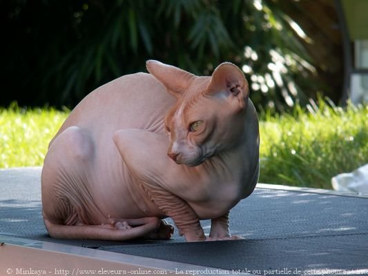 Photo de Sphynx