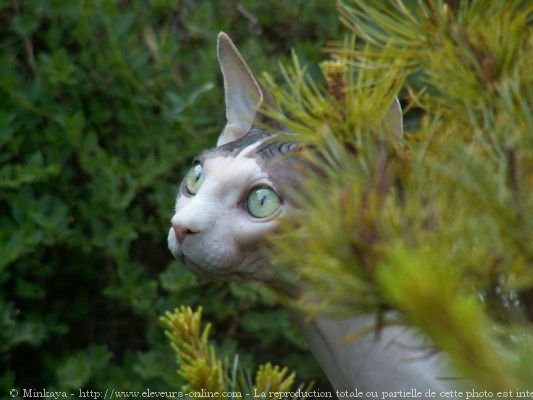 Photo de Sphynx