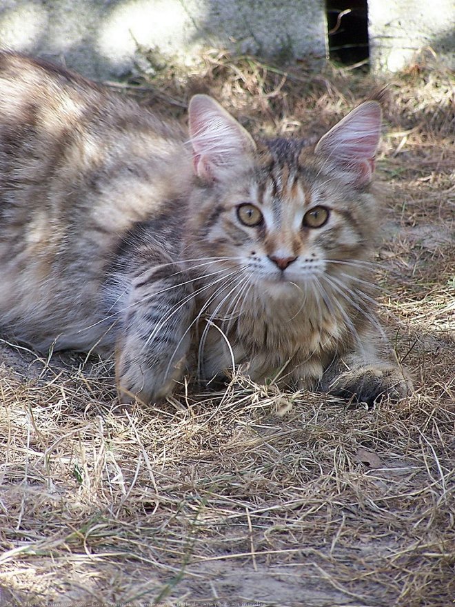 Photo de Maine coon