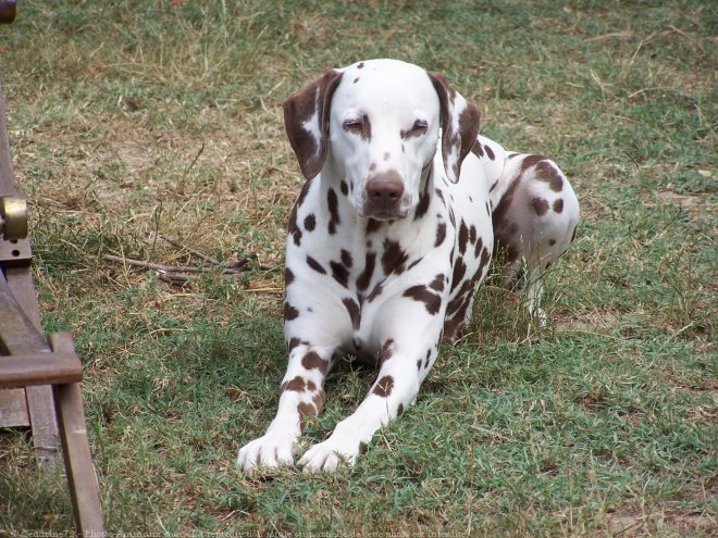 Photo de Dalmatien