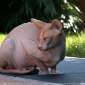 Photo de Sphynx