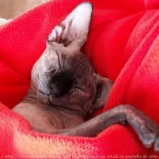 Photo de Sphynx