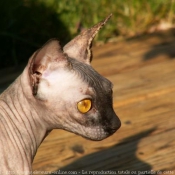 Photo de Sphynx