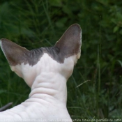 Photo de Sphynx