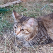 Photo de Maine coon