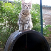 Photo de Maine coon