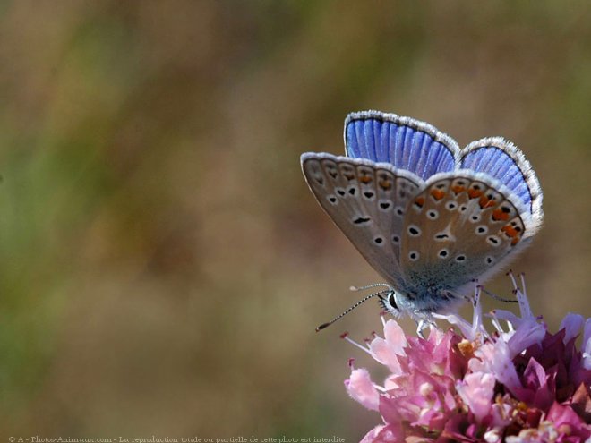 Photo de Papillon - le bel argus