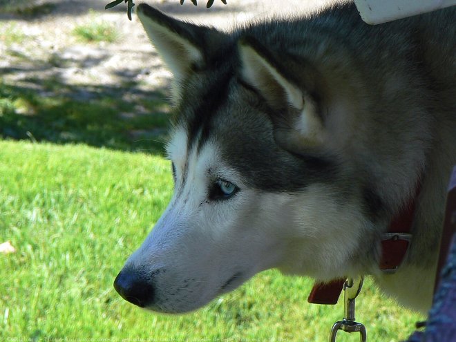 Photo de Husky siberien