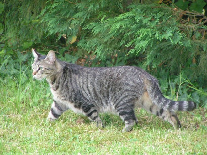 Photo de Chat domestique