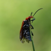 Photo de Pyrochroa serraticornis