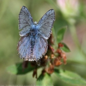 Photo de Papillon