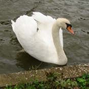 Photo de Cygne