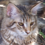 Photo de Maine coon