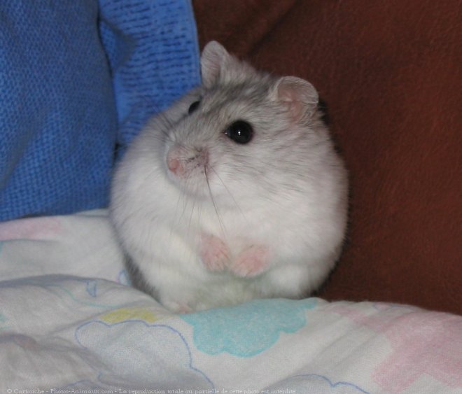 Photo de Hamster