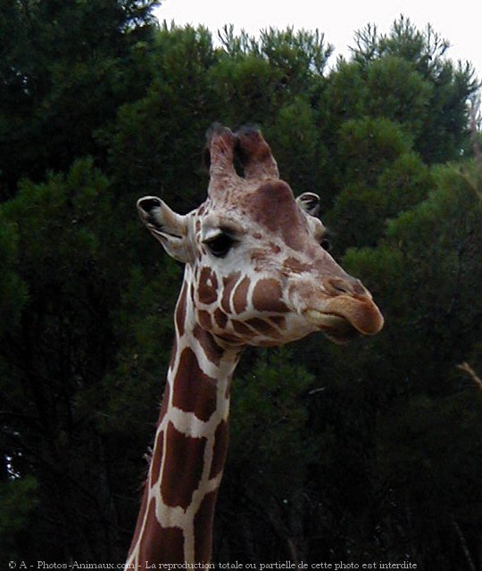 Photo de Girafe