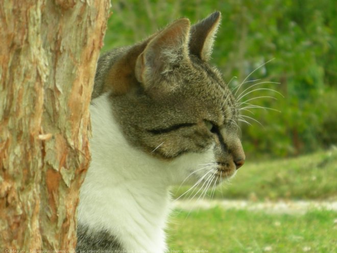 Photo de Chat domestique