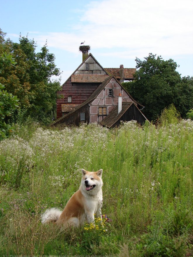 Photo d'Akita inu