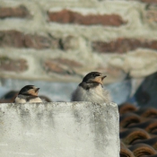 Photo de Hirondelle