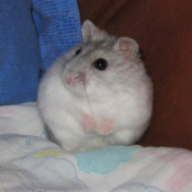 Photo de Hamster