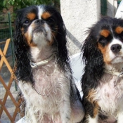 Photo de Cavalier king charles spaniel