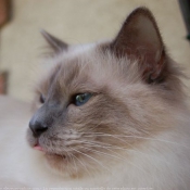 Photo de Sacr de birmanie