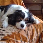 Photo de Cavalier king charles spaniel