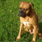 Photo de Boxer