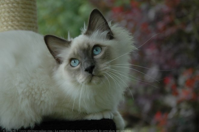 Photo de Sacr de birmanie