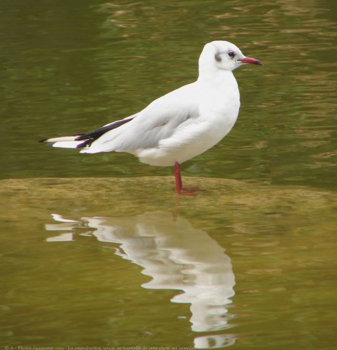 Photo de Mouette