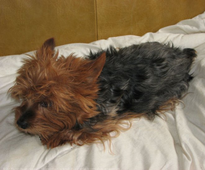 Photo de Yorkshire terrier