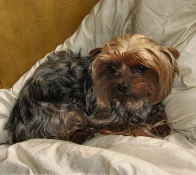 Photo de Yorkshire terrier