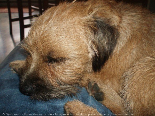 Photo de Border terrier