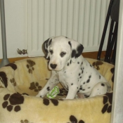 Photo de Dalmatien