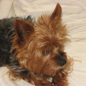 Photo de Yorkshire terrier