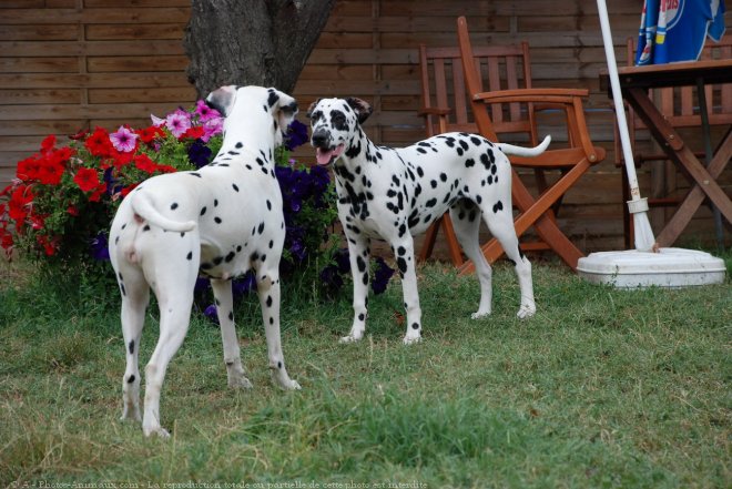 Photo de Dalmatien