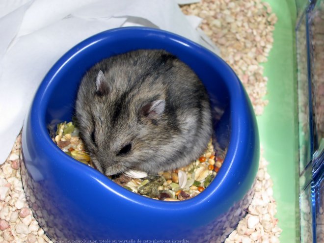 Photo de Hamster