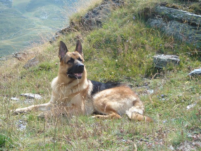 Photo de Berger allemand  poil court